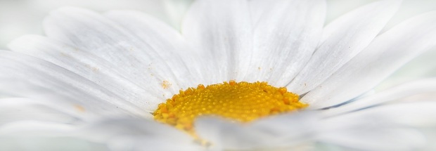 chrysanthemum-white-flower-yellow-38285-large
