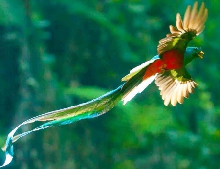 quetzal flying mejor